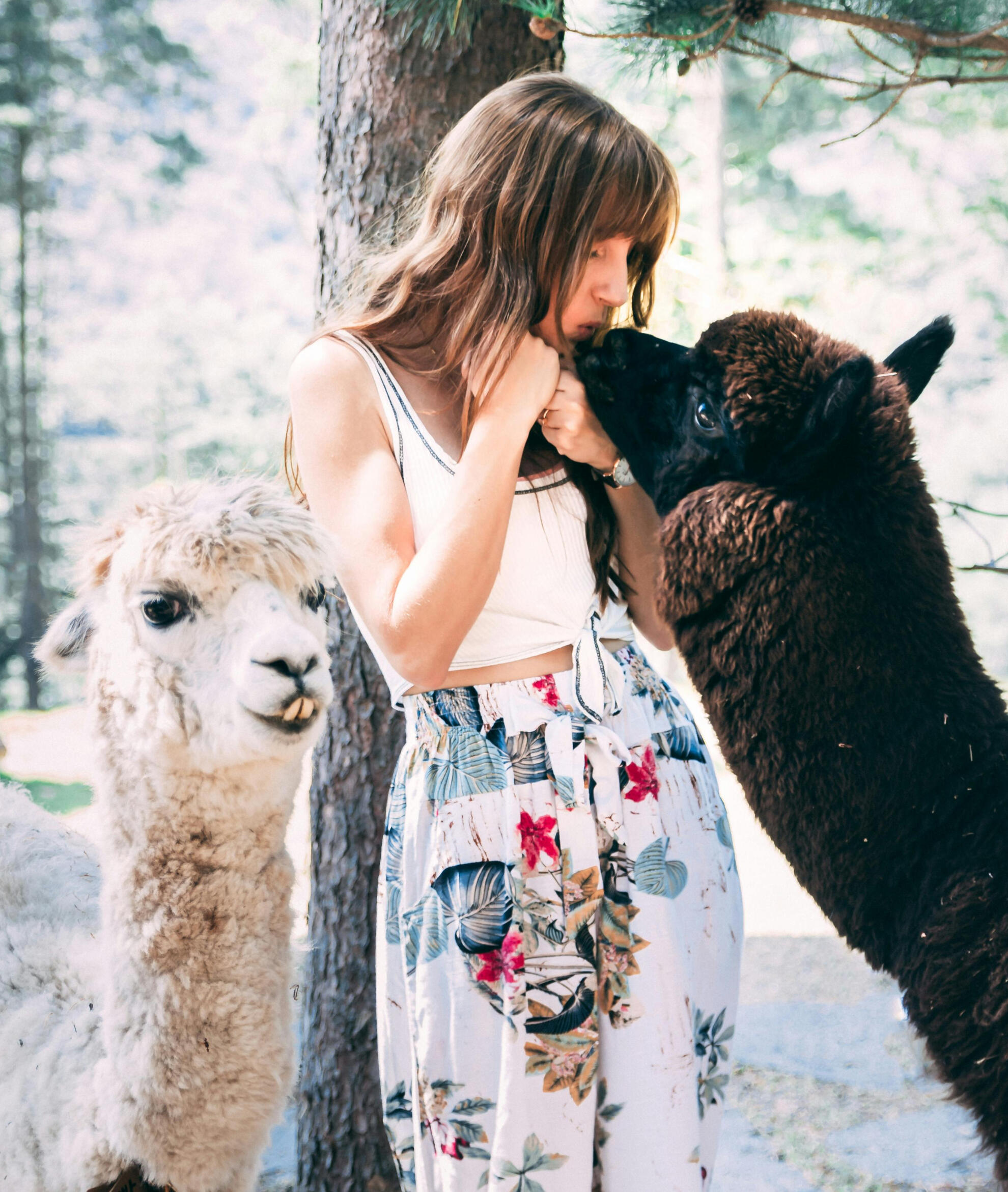 Passeggiata alpaca toscana